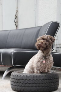 neubezug ledersofa